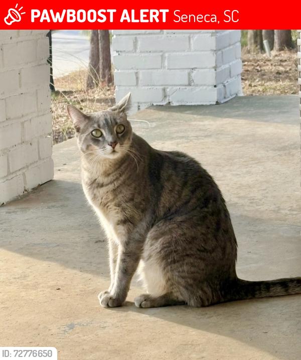 Lost Female Cat last seen Wells hwy and S walnut st, Seneca, SC 29678