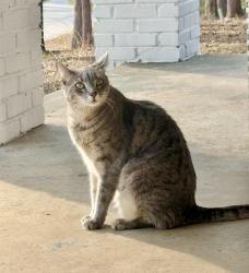 Lost Female Cat last seen Wells hwy and S walnut st, Seneca, SC 29678