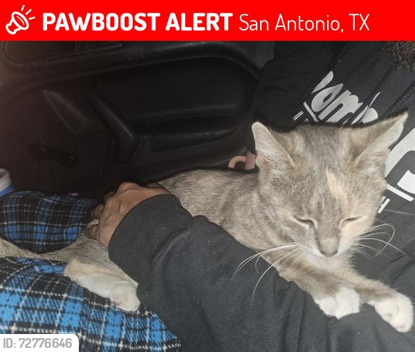 Lost Female Cat last seen Walters and gulf, San Antonio, TX 78202