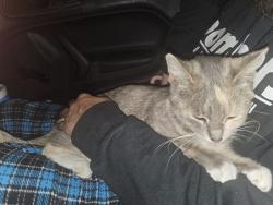 Lost Female Cat last seen Walters and gulf, San Antonio, TX 78202