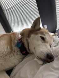 Lost Male Dog last seen By 98 and slide , Lubbock, TX 79424