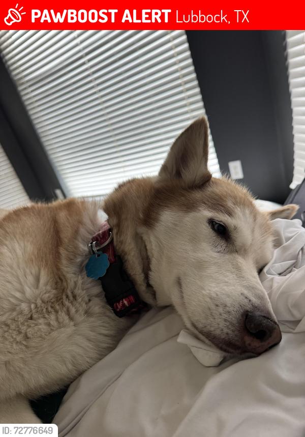 Lost Male Dog last seen By 98 and slide , Lubbock, TX 79424