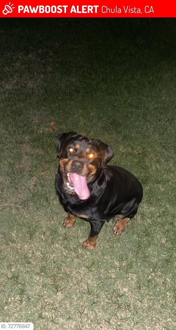 Lost Female Dog last seen Southwestern college, Chula Vista, CA 91913