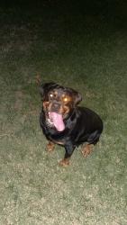 Lost Female Dog last seen Southwestern college, Chula Vista, CA 91913
