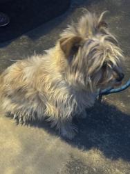 Found/Stray Male Dog last seen UMC medical center , Las Vegas, NV 89102