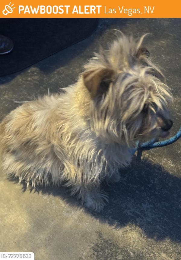 Found/Stray Male Dog last seen UMC medical center , Las Vegas, NV 89102