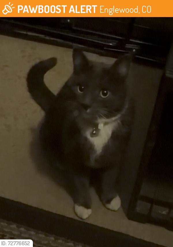Found/Stray Unknown Cat last seen S broadway, by old Safeway and Englewood high, Englewood, CO 80110