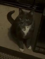 Found/Stray Unknown Cat last seen S broadway, by old Safeway and Englewood high, Englewood, CO 80110