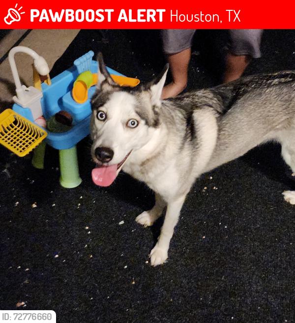Lost Unknown Dog last seen Sweetstone Grove Ln , Houston, TX 77433