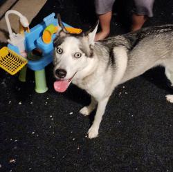 Lost Unknown Dog last seen Sweetstone Grove Ln , Houston, TX 77433