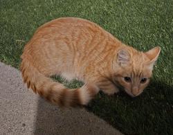 Found/Stray Male Cat last seen Bonnie Cove, Charter Oak, CA 91724