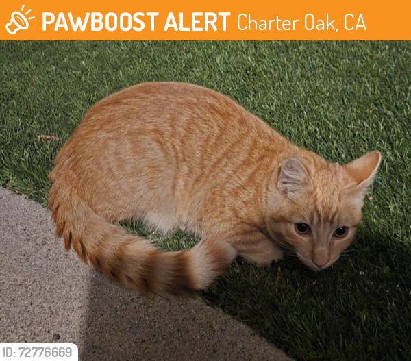 Found/Stray Male Cat last seen Bonnie Cove, Charter Oak, CA 91724