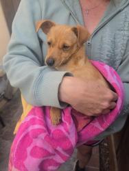 Found/Stray Female Dog last seen Coyote and Crosslees dr, San Jose, CA 95111