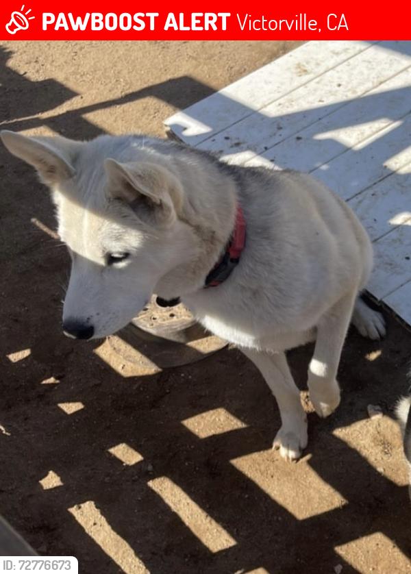 Lost Male Dog last seen Desert Ln and Bellflower St, Victorville, CA 92392