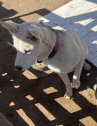 Lost Male Dog last seen Desert Ln and Bellflower St, Victorville, CA 92392