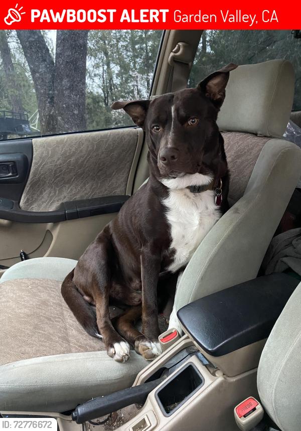 Lost Male Dog last seen Garden Valley Park, Garden Valley, CA 95633