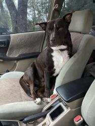 Lost Male Dog last seen Garden Valley Park, Garden Valley, CA 95633