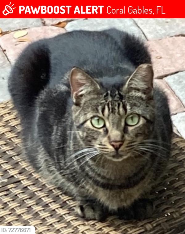 Lost Female Cat last seen Madeira and Majorca , Coral Gables, FL 33134