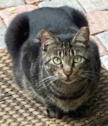 Lost Female Cat last seen Madeira and Majorca , Coral Gables, FL 33134