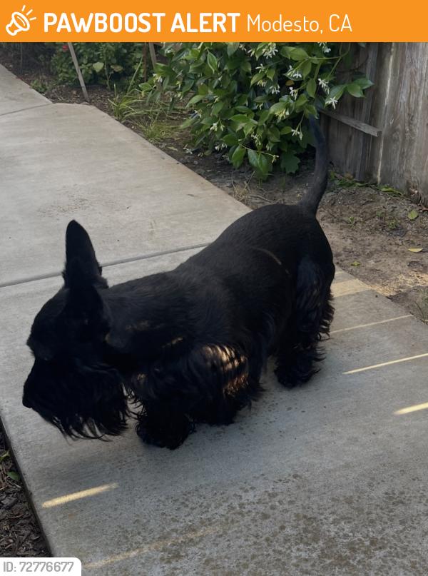 Found/Stray Unknown Dog last seen Hillglen, Modesto, CA 95355