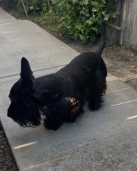 Found/Stray Unknown Dog last seen Hillglen, Modesto, CA 95355