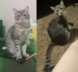 Lost Male Cat last seen Nevada, Spokane, WA 99218