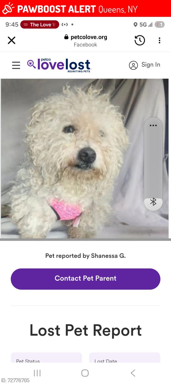 Lost Male Dog last seen Rockaway, Supthin, Foch, Queens, NY 11436