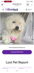 Lost Male Dog last seen Rockaway, Supthin, Foch, Queens, NY 11436
