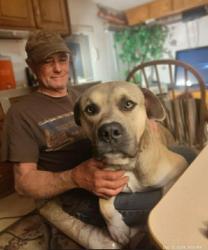 Lost Male Dog last seen Highway 29 and Morrison Road Bray Oklahoma , Bray, OK 73055