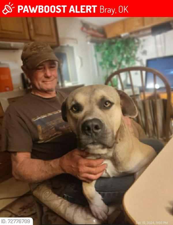 Lost Male Dog last seen Highway 29 and Morrison Road Bray Oklahoma , Bray, OK 73055