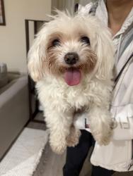 Found/Stray Male Dog last seen Lewis Road & Lavender Ter, San Jose, CA 95111