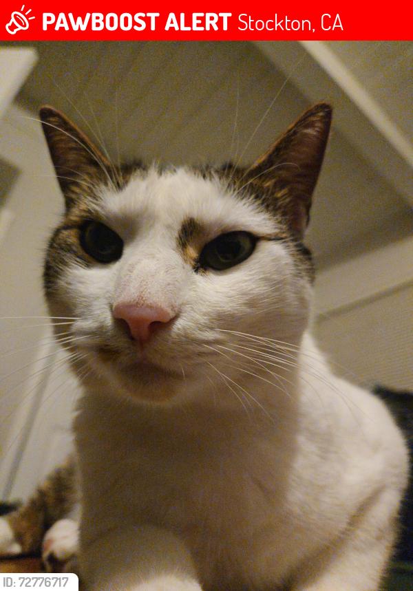 Lost Male Cat last seen Leesburg , Stockton, CA 95207