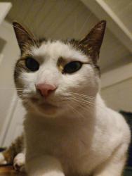 Lost Male Cat last seen Leesburg , Stockton, CA 95207
