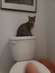 Found/Stray Unknown Cat last seen W McKenzie and N Franklin, Greenfield, IN 46140