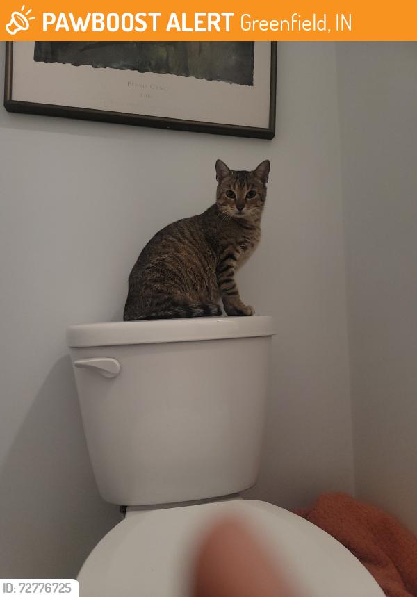 Found/Stray Unknown Cat last seen W McKenzie and N Franklin, Greenfield, IN 46140