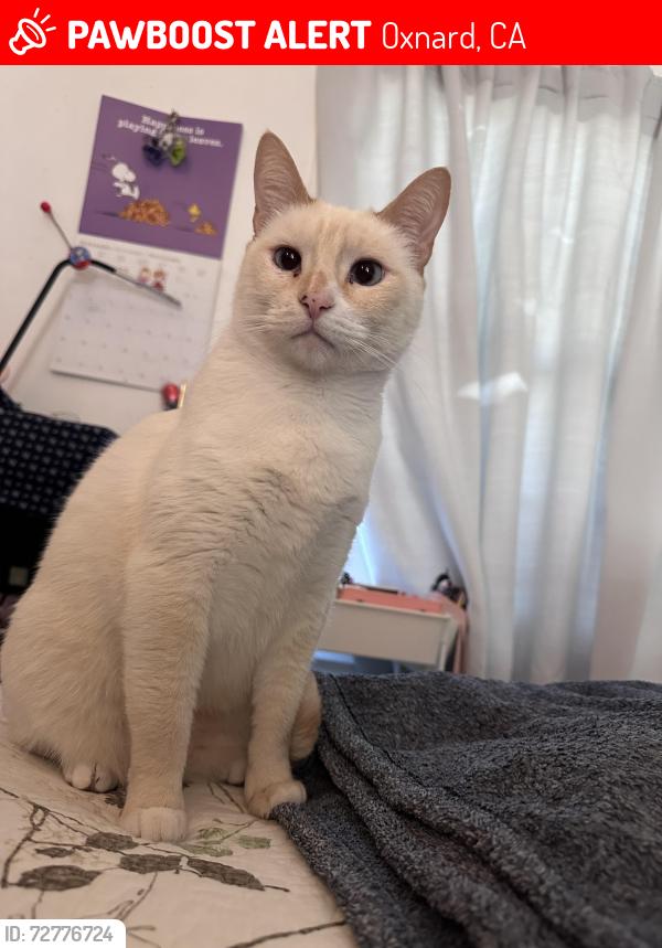 Lost Female Cat last seen Bard Rd, by Oxnard College, Oxnard, CA 93033