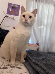 Lost Female Cat last seen Bard Rd, by Oxnard College, Oxnard, CA 93033