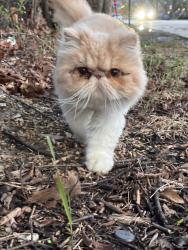 Found/Stray Unknown Cat last seen Taft high school and Norwood Park (Chicago park district) , Chicago, IL 60631