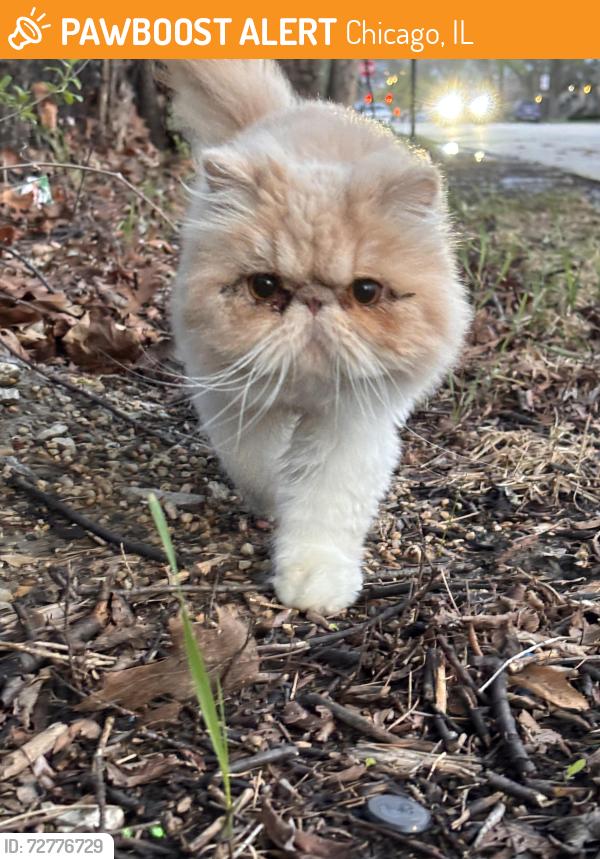 Found/Stray Unknown Cat last seen Taft high school and Norwood Park (Chicago park district) , Chicago, IL 60631