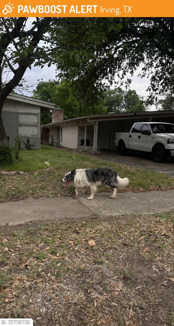 Found/Stray Male Dog last seen Plymouth Park neighborhood , Irving, TX 75061