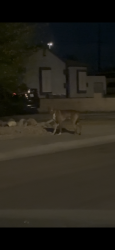 Found/Stray Male Dog last seen 26th ave & W Missouri ave , Phoenix, AZ 85019