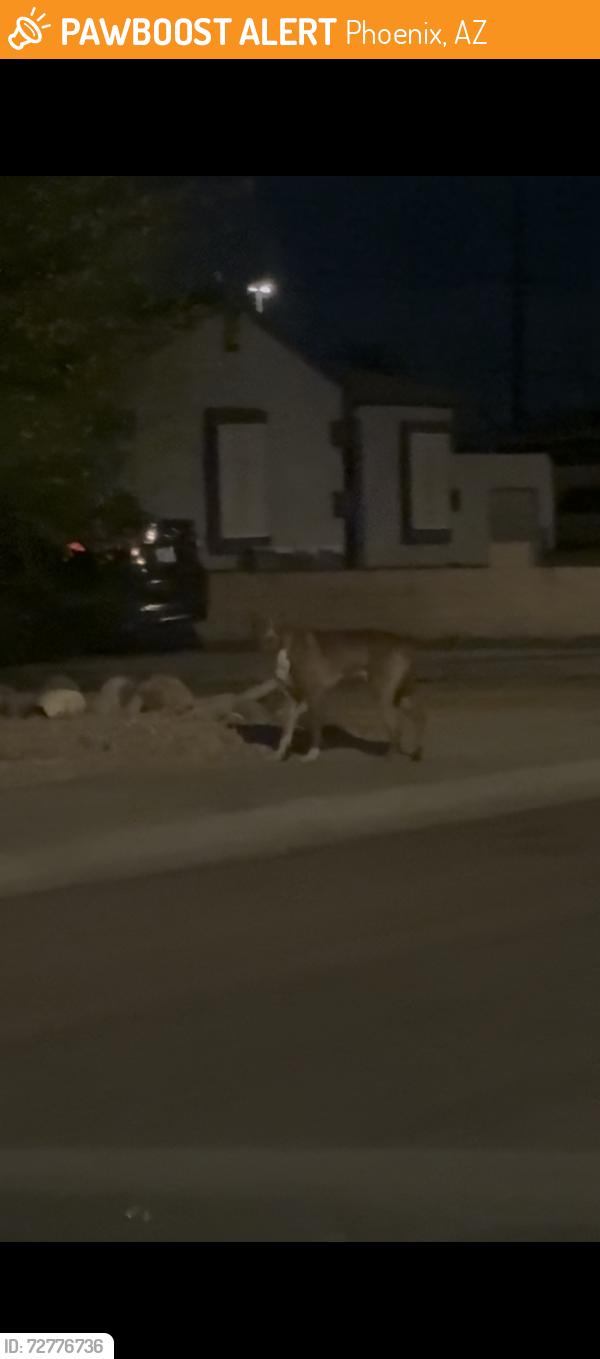 Found/Stray Male Dog last seen 26th ave & W Missouri ave , Phoenix, AZ 85019