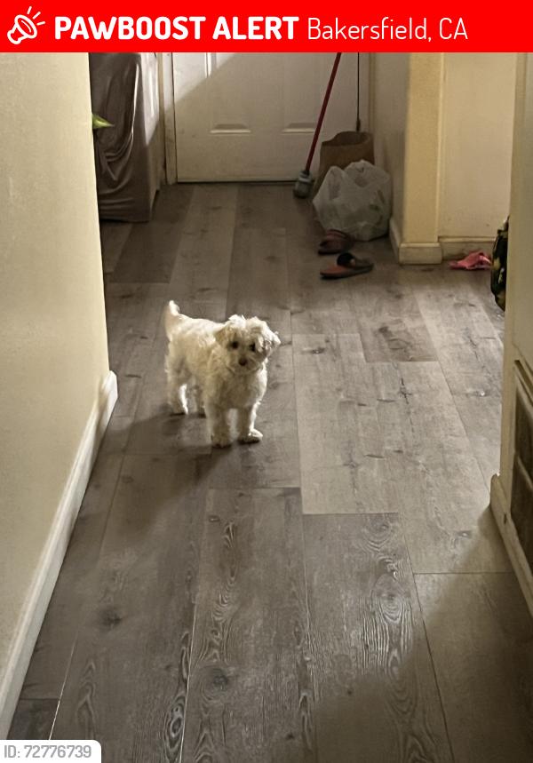Lost Female Dog last seen Fairfax, Bakersfield, CA 93301