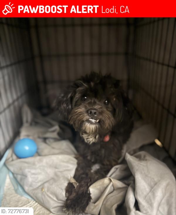 Lost Male Dog last seen West ln and Armstrong rd, Lodi, CA 95258