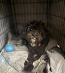 Lost Male Dog last seen West ln and Armstrong rd, Lodi, CA 95258