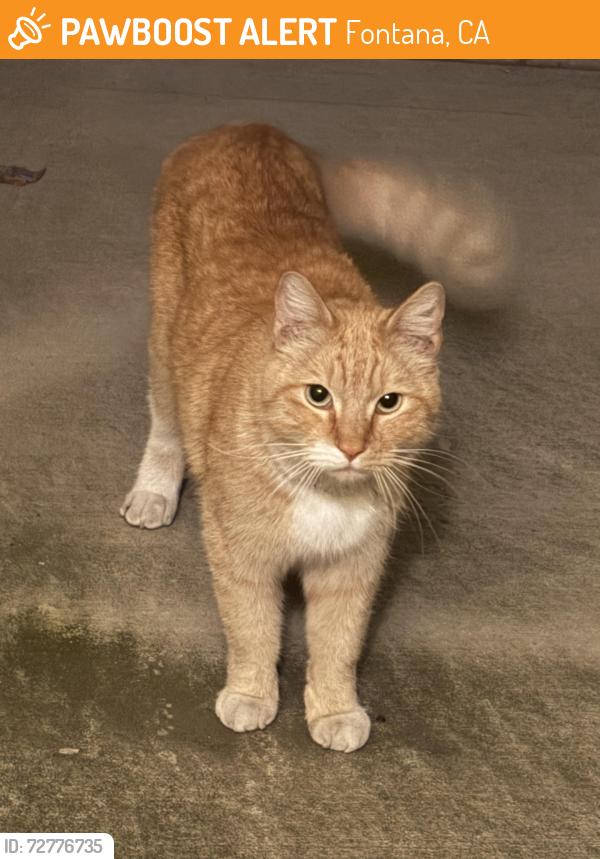 Found/Stray Unknown Cat last seen Calabash/arrow/banana, Fontana, CA 92335