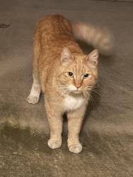 Found/Stray Unknown Cat last seen Calabash/arrow/banana, Fontana, CA 92335