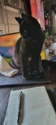 Lost Male Cat last seen 114th St. Between Yakima & 8 CT. South, Parkland, WA 98444