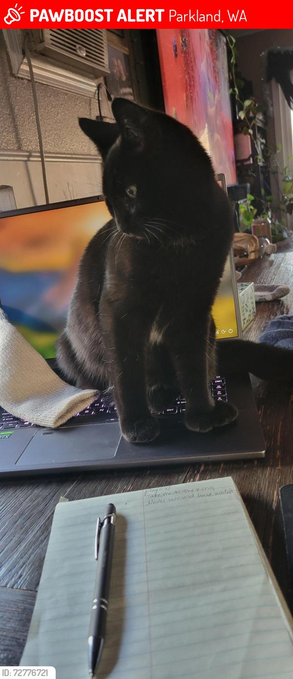Lost Male Cat last seen 114th St. Between Yakima & 8 CT. South, Parkland, WA 98444