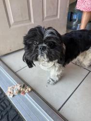 Found/Stray Unknown Dog last seen Dovewood st , Bakersfield, CA 93313
